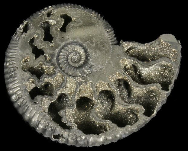 Pyritized Kosmoceras Ammonite Fossil - Sliced #38987